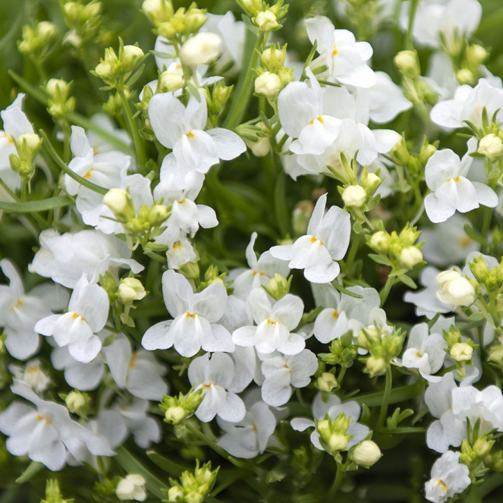 Ostrożeń kolcolistny ''''Fantasista White''''