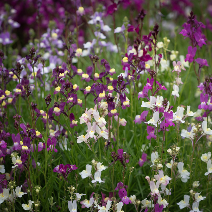 Naparstnica 'Fairy Bouquet', gęste krzewy z małymi, kwiatostanami przypominającymi naparstnicę.
