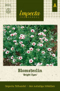 Blomsterlin 'Bright Eyes', błyszcząco biały z purpurowo-czarnym okiem i ciemnoczerwoną obwódką wokół oka