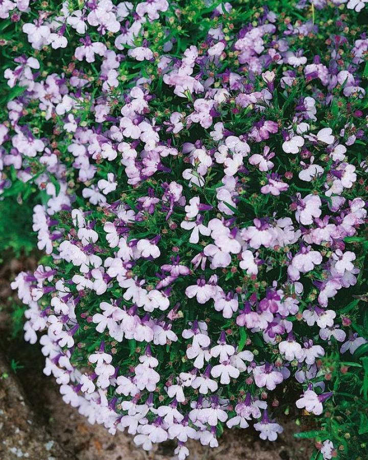 Kantlobelia 'Riviera Blue Splash', Gęste kępy z dwukolorowymi kwiatami w fioleto-niebieskim kolorze