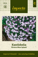 Kantlobelia 'Riviera Blue Splash', Gęste kępy z dwukolorowymi kwiatami w fioleto-niebieskim kolorze