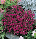 Kantlobelia 'Rosamund', Gęste kępy usiane purpurowo-czerwonymi kwiatami z białym oczkiem