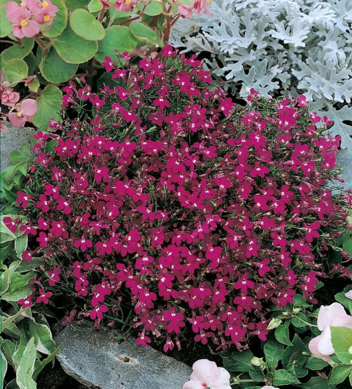 Kantlobelia 'Rosamund', Gęste kępy usiane purpurowo-czerwonymi kwiatami z białym oczkiem