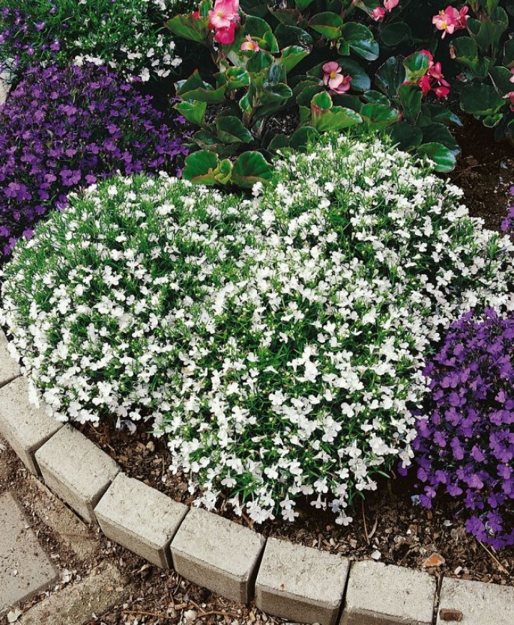 Kantlobelia 'White Lady', Gęste, zwarte kępy z jednokolorowymi, śnieżnobiałymi kwiatami