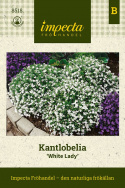 Kantlobelia 'White Lady', Gęste, zwarte kępy z jednokolorowymi, śnieżnobiałymi kwiatami