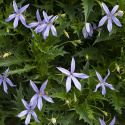 Stjärnlobelia F1 ''Gemini Blue''. Poduszkowate kępy z niebieskimi gwiaździstymi kwiatami.