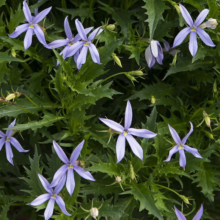 Stjärnlobelia F1 ''Gemini Blue''. Poduszkowate kępy z niebieskimi gwiaździstymi kwiatami.