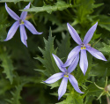Stjärnlobelia F1 ''Gemini Blue''. Poduszkowate kępy z niebieskimi gwiaździstymi kwiatami.