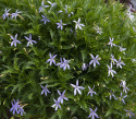 Stjärnlobelia F1 ''Gemini Blue''. Poduszkowate kępy z niebieskimi gwiaździstymi kwiatami.