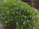 Stjärnlobelia F1 ''Gemini Blue''. Poduszkowate kępy z niebieskimi gwiaździstymi kwiatami.