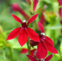 Rabata lobelia F1 'Fan Burgundy', duże, głęboko ciemnoczerwone kwiaty w gęstych kłosach.