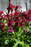 Rabata lobelia F1 'Fan Burgundy', duże, głęboko ciemnoczerwone kwiaty w gęstych kłosach.