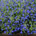 Kantlobelia F1 'Masterpiece Blue with Eye', głęboko niebieskie kwiaty z białym oczkiem. Wcześnie kwitnie i jest bardzo odporna na warunki atmosferyczne.