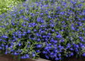Kantlobelia F1 'Masterpiece Blue with Eye', głęboko niebieskie kwiaty z białym oczkiem. Wcześnie kwitnie i jest bardzo odporna na warunki atmosferyczne.