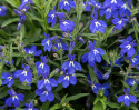 Kantlobelia F1 'Masterpiece Blue with Eye', głęboko niebieskie kwiaty z białym oczkiem. Wcześnie kwitnie i jest bardzo odporna na warunki atmosferyczne.
