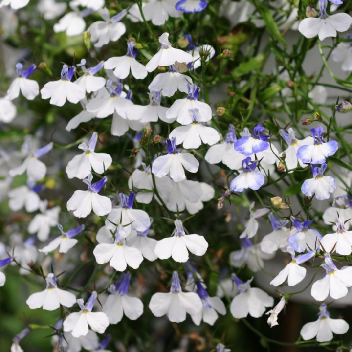 Lobelia zwisająca 'Regatta Blue Splash', białe kwiaty z niebieskim odcieniem i gardzielą.