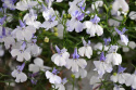 Lobelia zwisająca 'Regatta Blue Splash', białe kwiaty z niebieskim odcieniem i gardzielą.