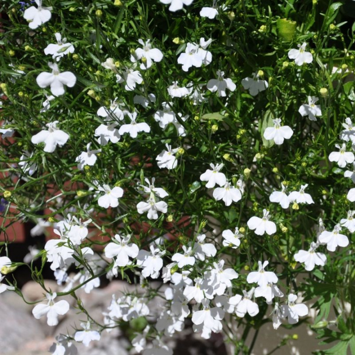 Lobelia zwisająca 'Cascade White', Kaskada całkowicie białych kwiatów. Piękna i efektowna.
