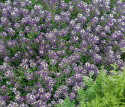 Strandkrassing 'Violet Queen', pachnący, fiołkowo-niebieskie kwiaty. Tworzy kobierce.