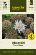 Stjärnvädd 'Paper Moon', białe kwiaty przetacznika w gęstych, szczytowych kwiatostanach, które po kwitnieniu tworzą bardzo dekoracyjne owoce.