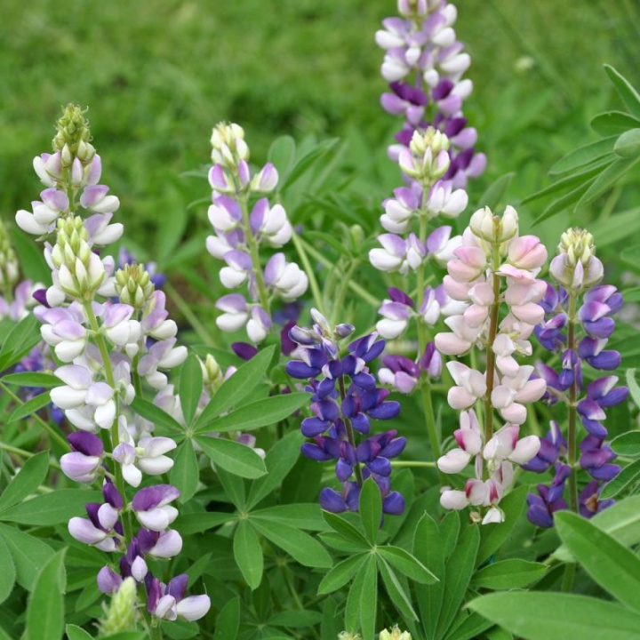Wełniak łubinowy - Łatwy w uprawie gatunek z dwukolorowymi kwiatostanami, niebiesko-białymi i różowo-białymi