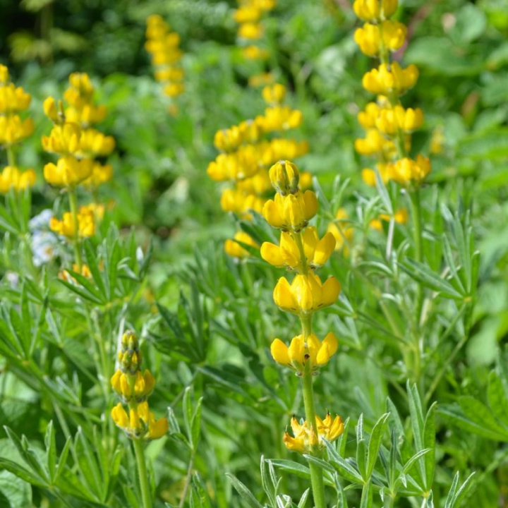 Żółty łubin, stary, cudownie pachnący gatunek. Wysokie, jasnożółte kwiatostany.