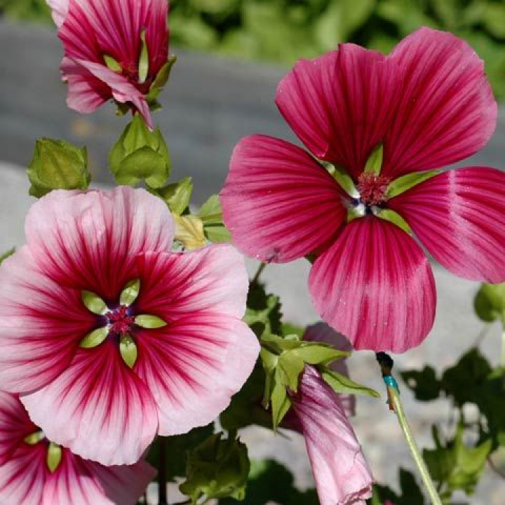 Praktyczna ślaz, duże, jedwabiste, błyszczące kwiaty ślazu w kolorach wiśniowym, różowym i białym.