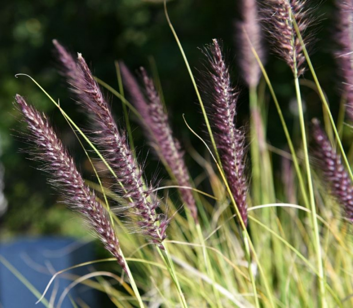 Rubingräs Savannah, smukły, świeży wiosenny zielony trawnik ozdobny w dużych kępach