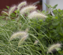 Trawa puchowa Jasnozielone, gęste kępy z miękkimi, białymi wiechami przypominającymi puch.