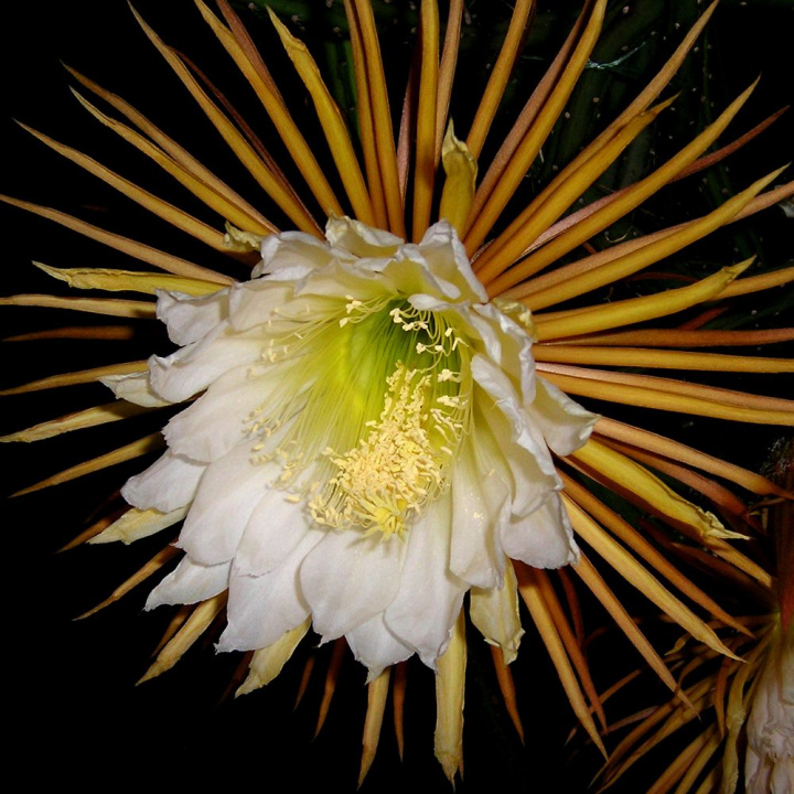 Nocna Królowa, 20 cm przy kwiatku, piękna i intensywnie pachnąca wanilią.