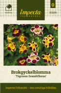 Brokatowa niecierpka 'Tigrinus Grandiflorus', kwiaty trąbkowate w ciepłej, zróżnicowanej mieszance w kolorach kości słoniowej, złocistożółtym i głębokiej czerwieni wina.