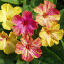 Kwiat podwójny 'Tivoli', duże, pachnące kwiaty trąbkowate w jaskrawych kolorach.