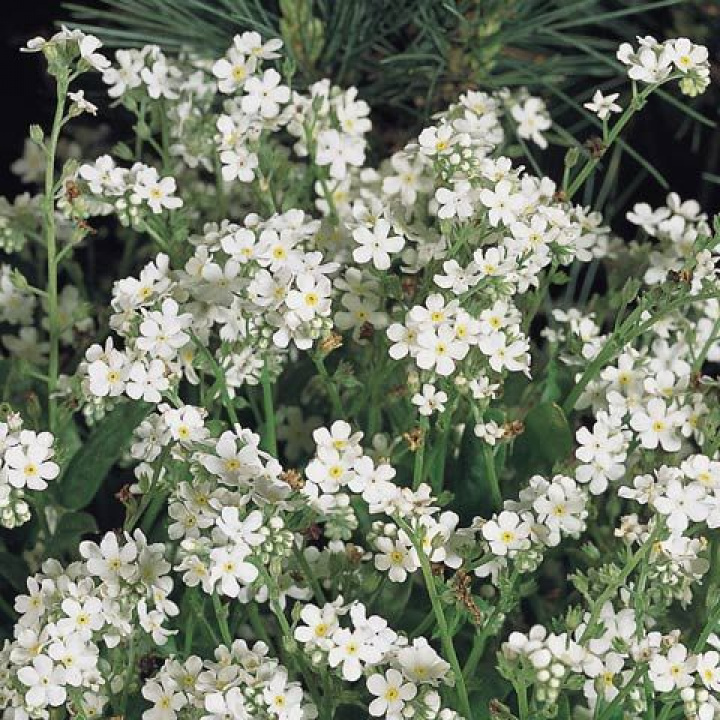 Ogrodomięta ''Snowsylva'' Gęste krzewy z mnóstwem śnieżnobiałych kwiatów