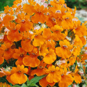 Nemesia 'Orange Prince', Mnóstwo małych kwiatów w jaskrawym pomarańczowym kolorze.