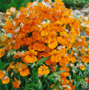 Nemesia 'Orange Prince', Mnóstwo małych kwiatów w jaskrawym pomarańczowym kolorze.