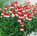 Nemesia 'Danish Flag', zwarte krzewy, kwiaty wargowe, dwukolorowe w czerwieni i bieli.