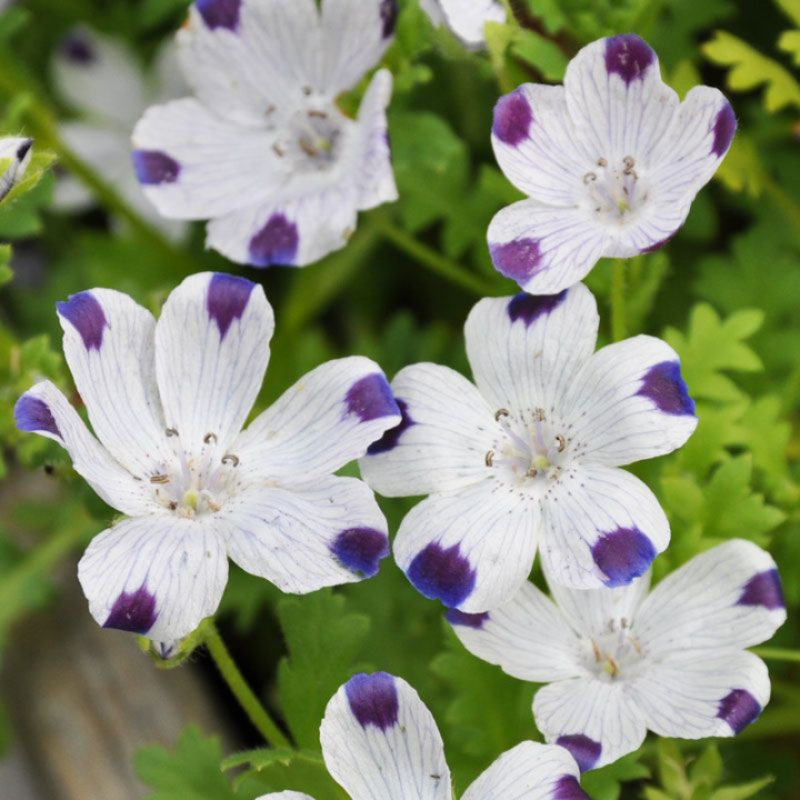 Kwiaty miłości, białe kwiaty z purpurowo-niebieską plamką na końcu każdego płatka.