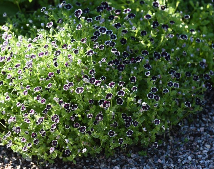 Prins Gustaf's Eye ''Penny Black'' purpurowo-czarne kwiaty z srebrzystobiałą obwódką