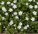 Snökärleksblomster, kompaktowy, tworzący darń pokrój rośliny idealny na brzegi, donice i wiszące kosze. Dobrze rośnie również na suchych stanowiskach.