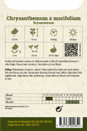 Chryzantema, Tradycyjna roślina doniczkowa, obficie kwitnąca. Proste do półpełnych kwiatów.