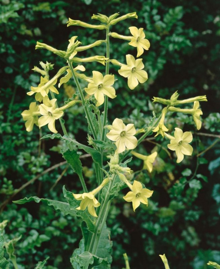 Blomstertobak 'Lime Green', limonkowo-zielone, trąbkowate kwiaty.