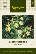 Blomstertobak 'Lime Green', limonkowo-zielone, trąbkowate kwiaty.