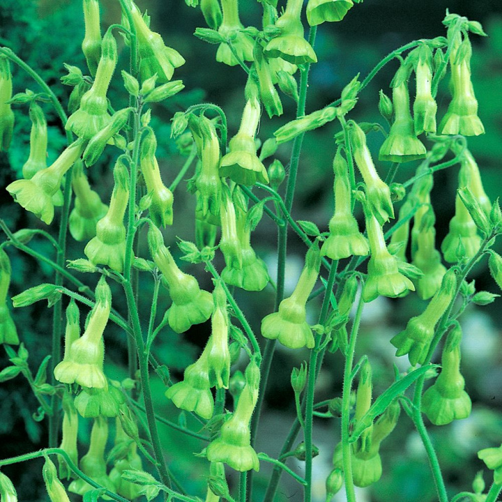 Brazylijski Dzwonek Tytoń 'Lemon Tree', duże, zwisające, żółtozielone kwiaty dzwonkowate.