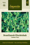 Brazylijski Dzwonek Tytoń 'Lemon Tree', duże, zwisające, żółtozielone kwiaty dzwonkowate.