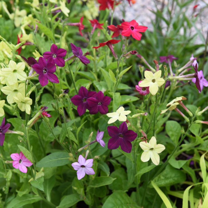 Blomstertobak F1 'Perfume', kombinacja kolorów w purpurowoniebieskim, różu cerisowym i limonce.