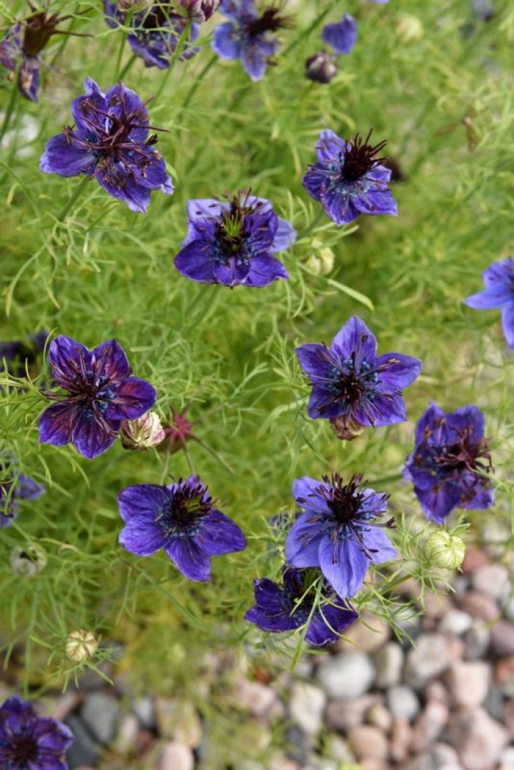 Hiszpańska Dziewica 'Midnight', nocnoniebieskie kwiaty z purpurowo-czarnym pękiem pręcików.