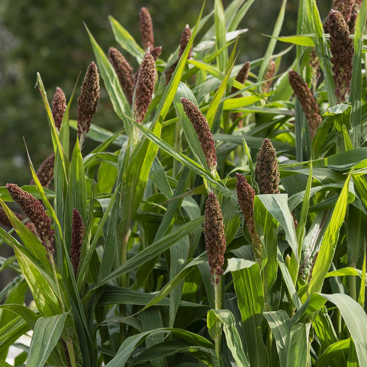 Ozdobny proso ''''Hylander''''. Efektowna trawa ozdobna z dużymi, ciemnobrązowymi kwiatostanami