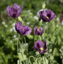 Prosty mak 'Hungarian Blue', proste, głęboko fioletowe kwiaty na wytrzymałych łodygach.