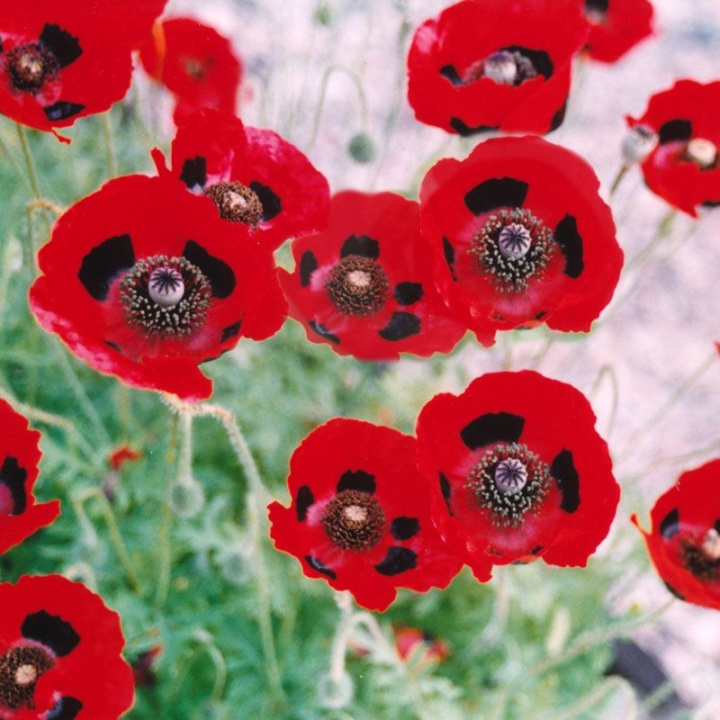 Fläckvallmo 'Lady Bird', proste, czerwone kwiaty z czarnymi plamami na płatkach.