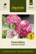 Piwonia mak 'Flemish Antique', łatwa w uprawie roślina jednoroczna na rabaty i letnie łąki.